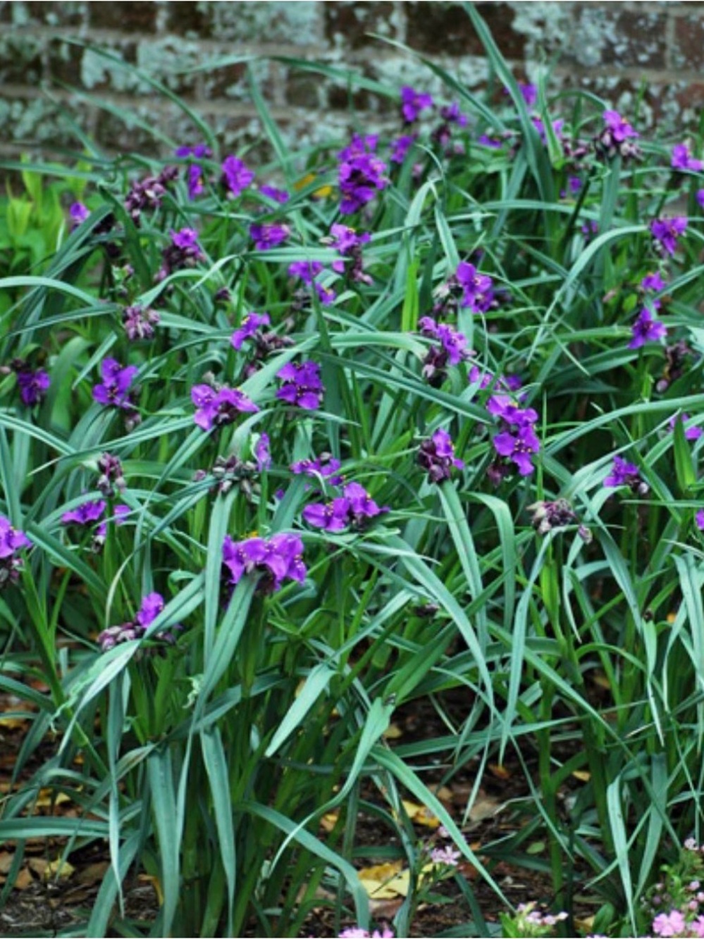 💜💜Purple Spiderwort.  25 plants $20💜💜